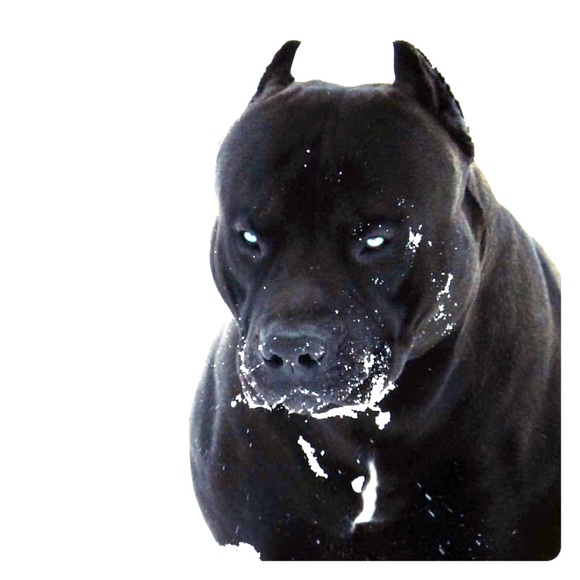 Meet your Posher, Carlos - Picture 1 of 1